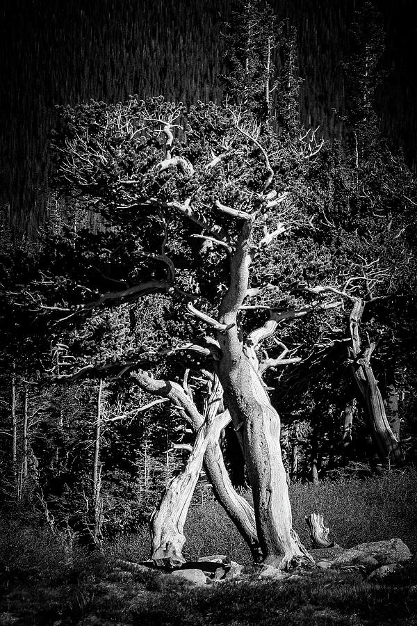 Bristlecone Pines in Monochrome Photograph by Adam Pender