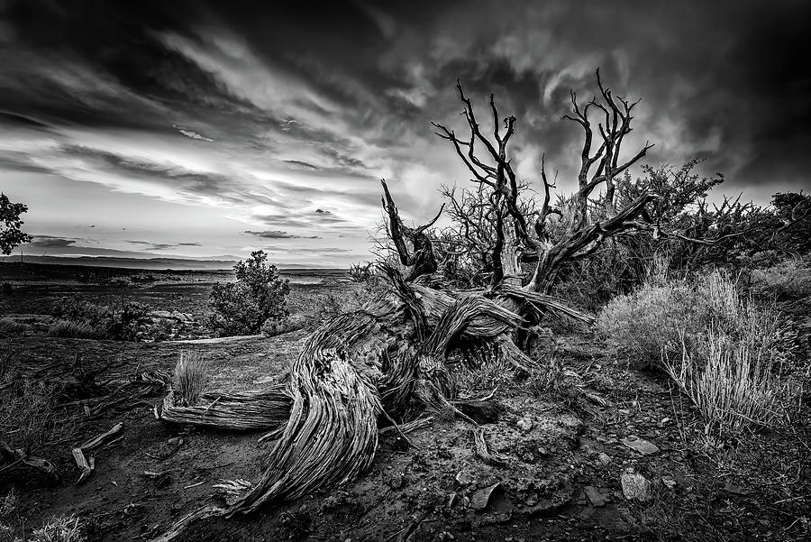 Arches National Park Photograph - Bristlecone Sunset Black and White by Rick Berk