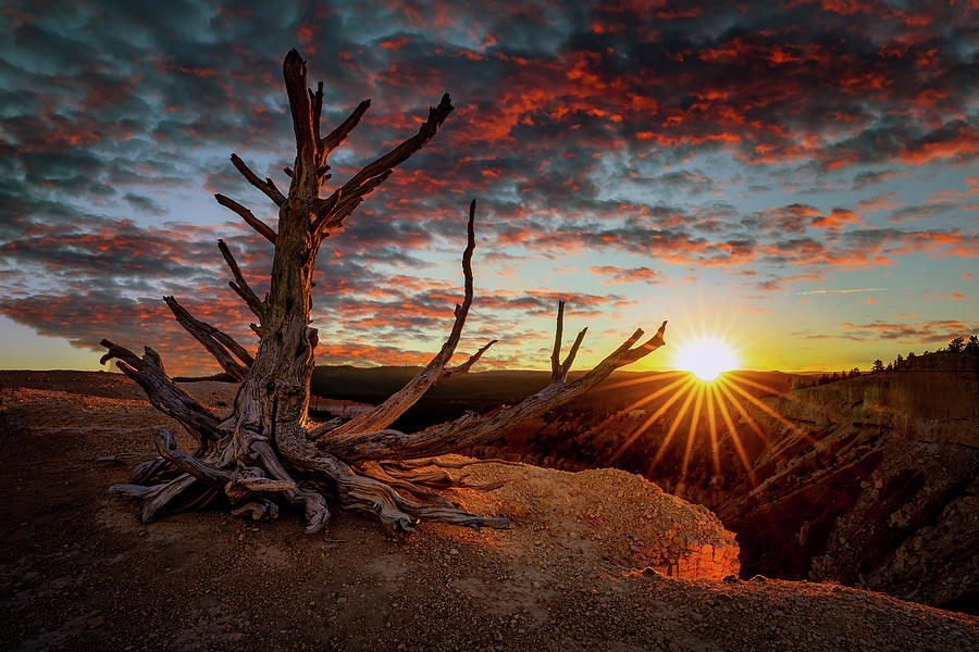 Bristlecone Sunset Photograph by David Soldano