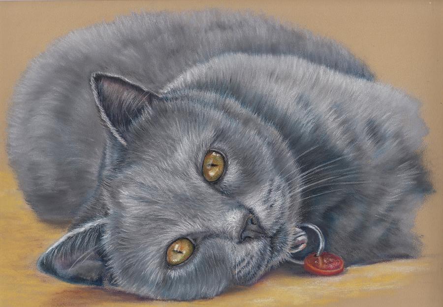 Cat Drawing - British Blue by Pencil Paws