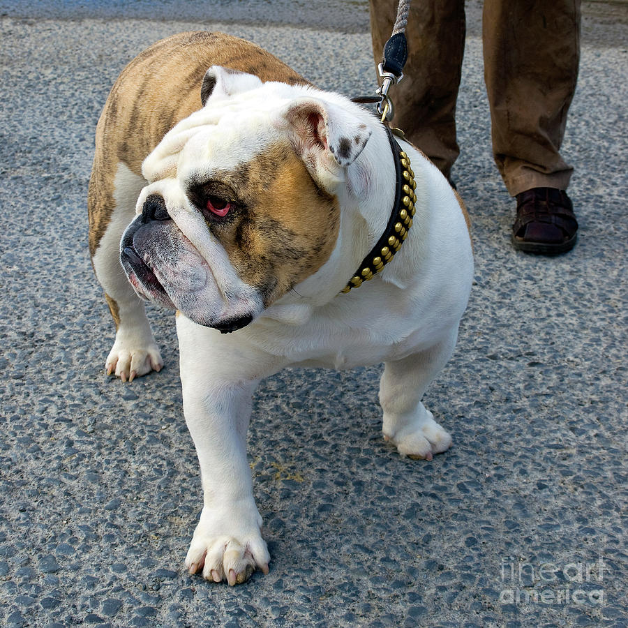 British Bulldog Photograph by Robert Douglas - Fine Art America