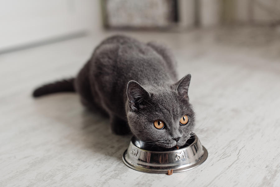 British cat eating food from a bowl on the floor Photograph by Kseniya Ovchinnikova