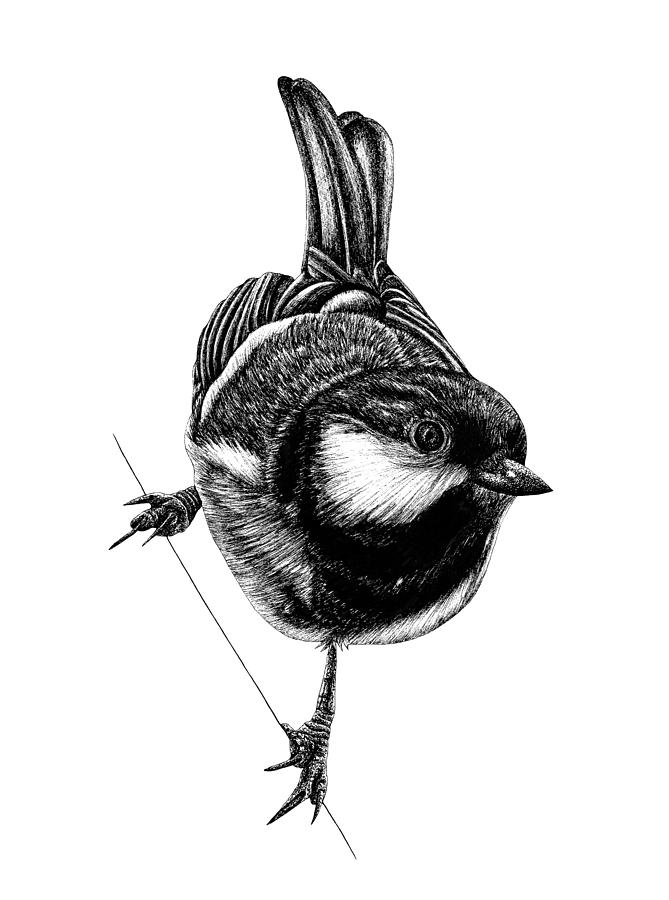 British coal tit bird Drawing by Loren Dowding