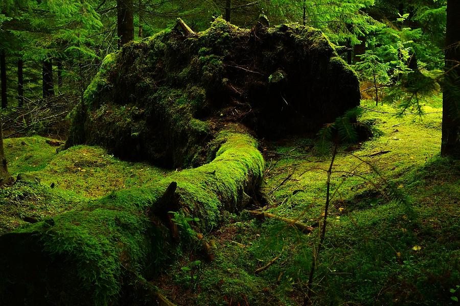 British Columbia Rain Forest Photograph by Kevin Karlstrom - Fine Art ...