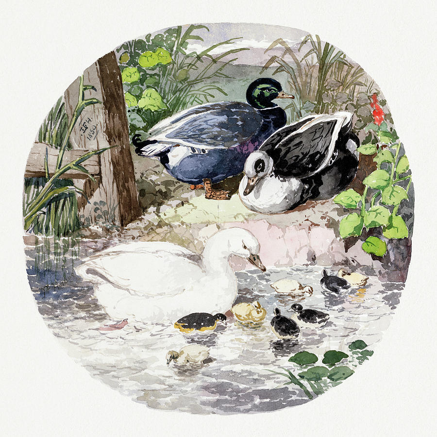 British Ducks Painting by John Frederick Herring