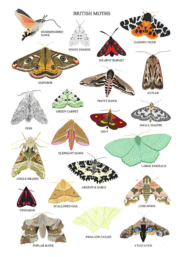 British Moths Mixed Media by Sarah Frances - Fine Art America