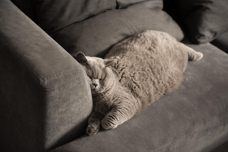 British Short Hair cat sleeping with her face resting on couch Photograph by Carlos G. Lopez