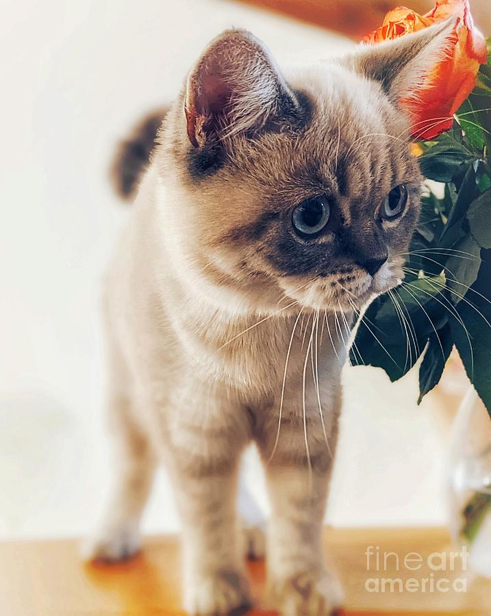 British Shorthair Cat 2 Photograph by Claudia Zahnd-Prezioso