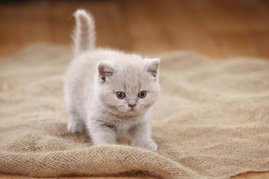 British Shorthair Cat, kitten, lilac, standing on jute Photograph by Westend61