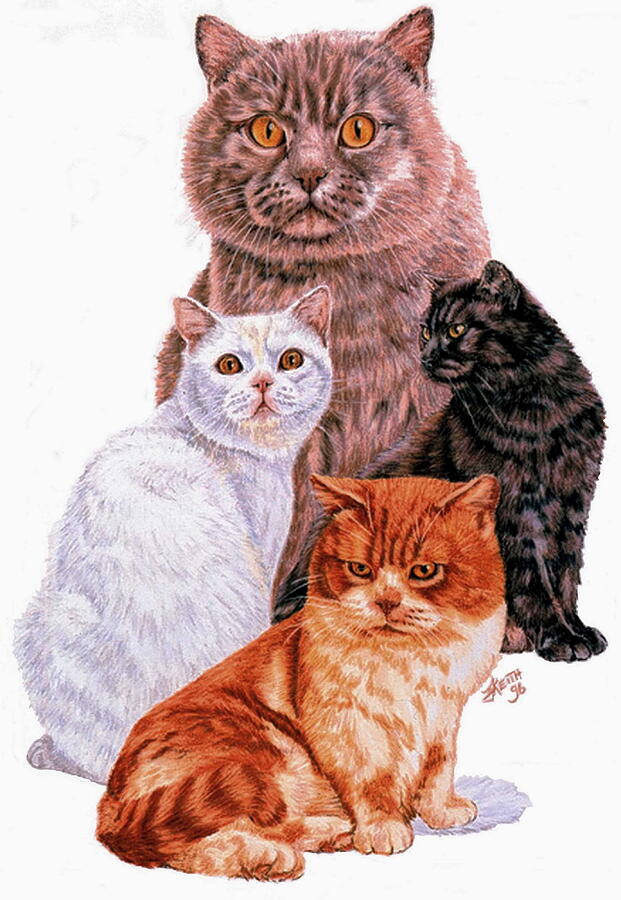 British Shorthair Collage Drawing by Barbara Keith