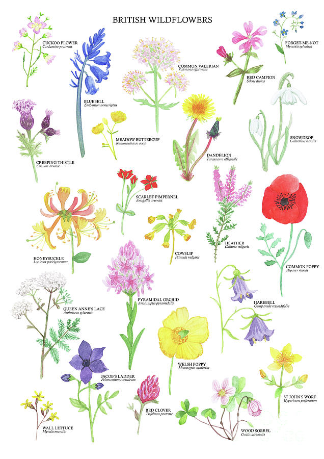 British Wildflowers Mixed Media by Sarah Frances - Fine Art America