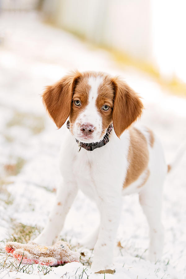 Brittany Spaniel Puppy Photograph by Paws on the Run Photography