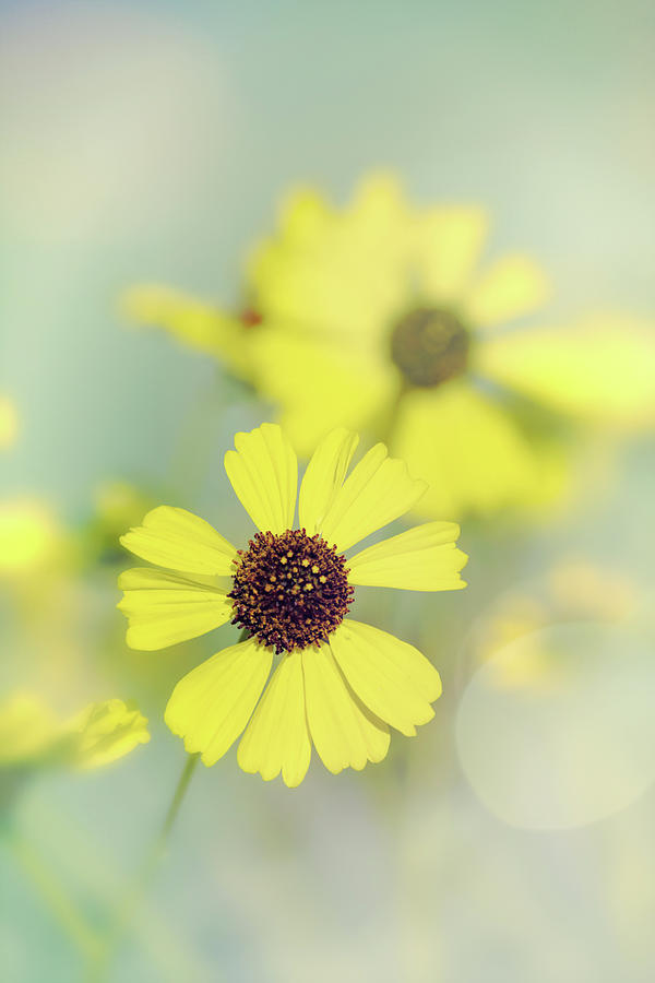 Brittlebrush Flower  Photograph by Saija Lehtonen