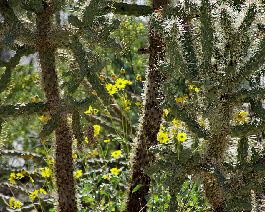 Brittlebush Blossoms Peeking through Staghorn Cholla in West Saguaro ...