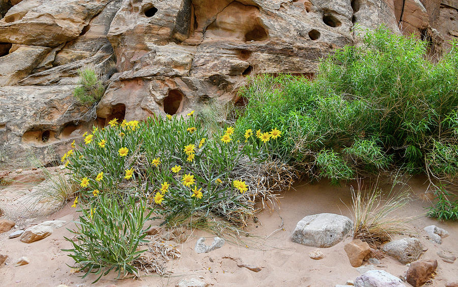 Brittlebush - Capitol Reef National Park Photograph by Anthony Sacco Brittlebush - Capitol Reef National Park Photograph by Anthony Sacco