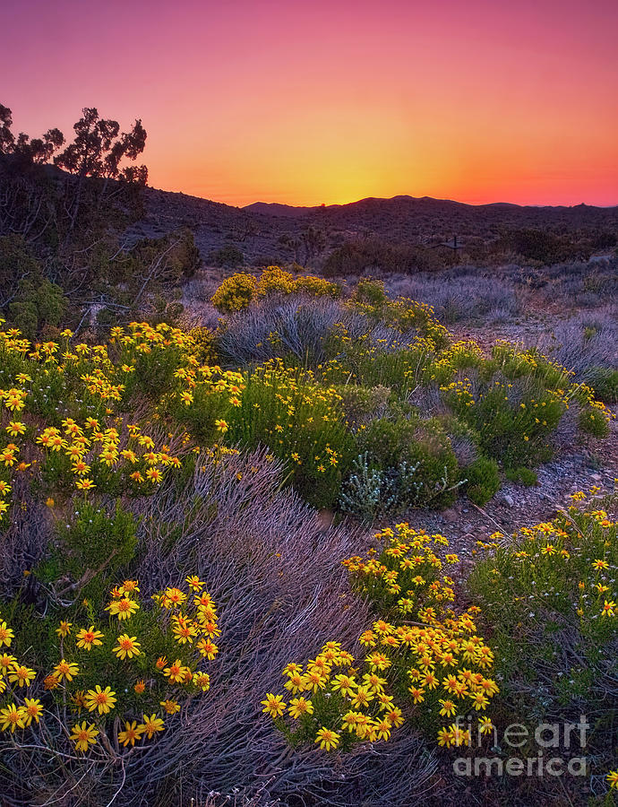 Brittlebush flowers and sunrise LA7521 Photograph by Mark Graf