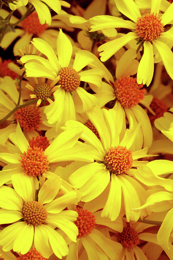 Flower Photograph - BRITTLEBUSH FLOWERS, Spring in the American Southwest by Douglas Taylor