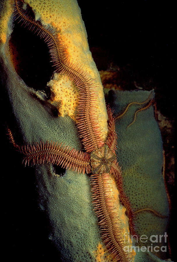 Brittlestar on Tube Sponge EC891 Photograph by Mark Graf