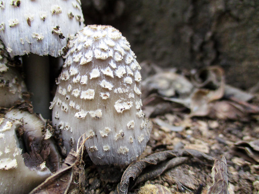 Brittlestem Mushrooms  Photograph by W Craig Photography
