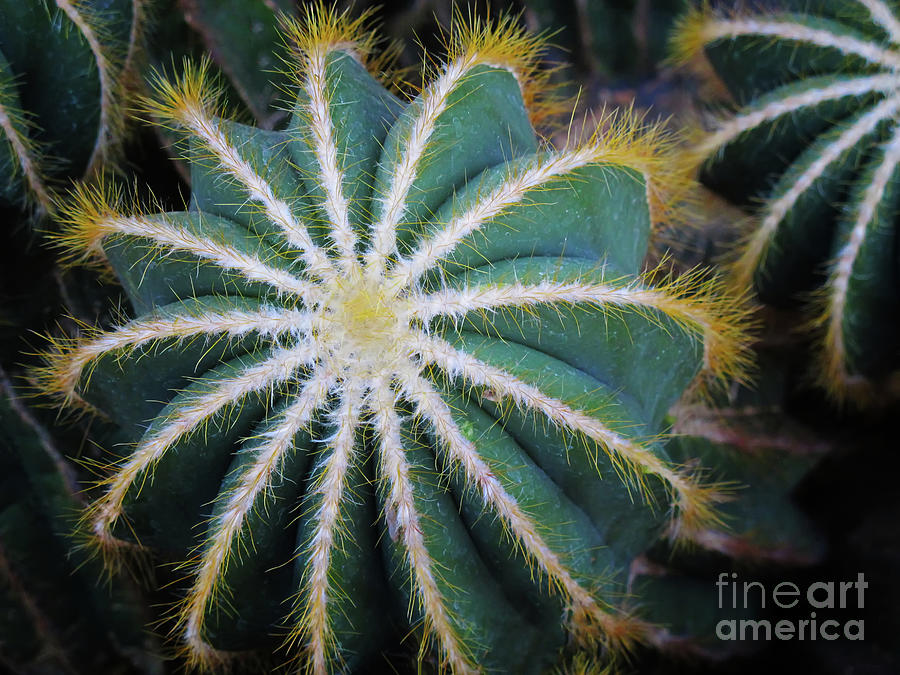 Brizillian Cactus Photograph by Ruth Jolly