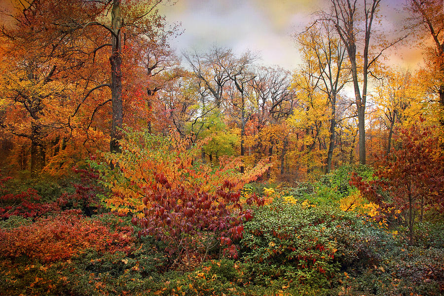 Autumn in the Azalea Garden Photograph by Jessica Jenney