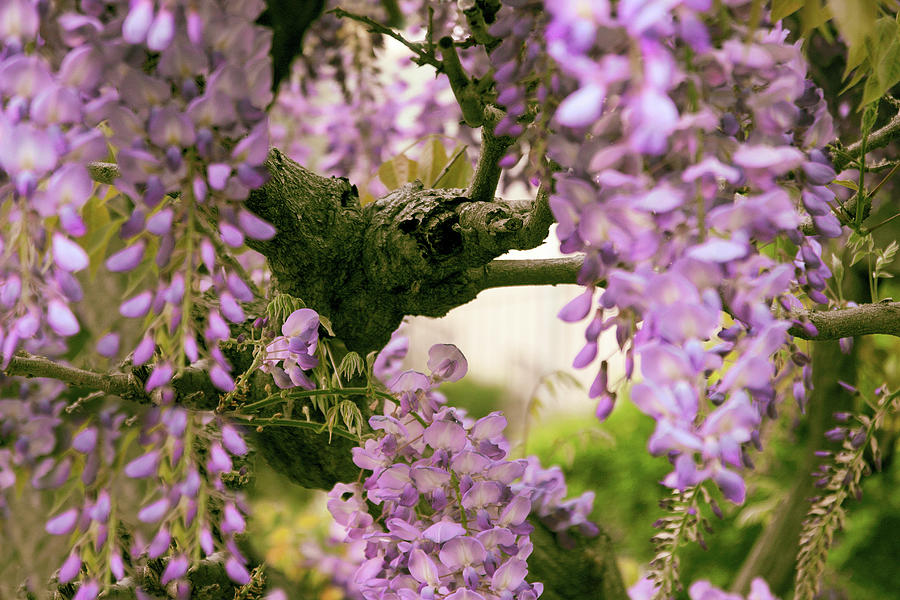 The Scent of Wisteria Photograph by Jessica Jenney
