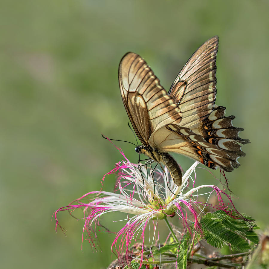 Broad Banded Swallowtail Butterlfy Photograph by Linda Villers
