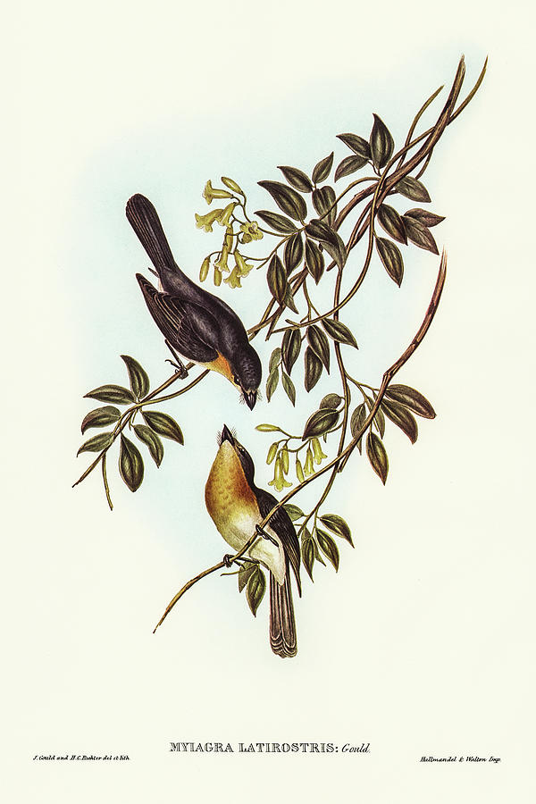 John Gould Drawing - Broad-billed Flycatcher, Myiagra latirostris by John Gould