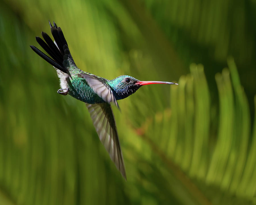 Broad-billed Hummingbird Photograph by CR Courson