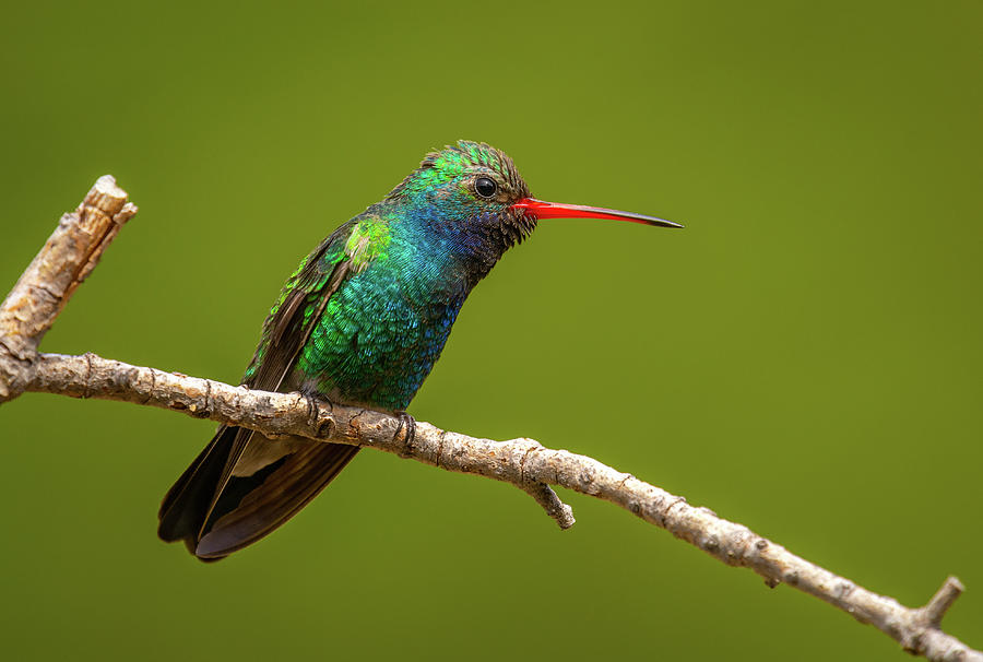 Broad-billed Hummingbird Photograph by Gerald DeBoer