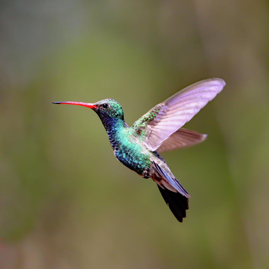 Broad-billed Hummingbird in Flight Photograph by Joseph Siebert - Fine ...