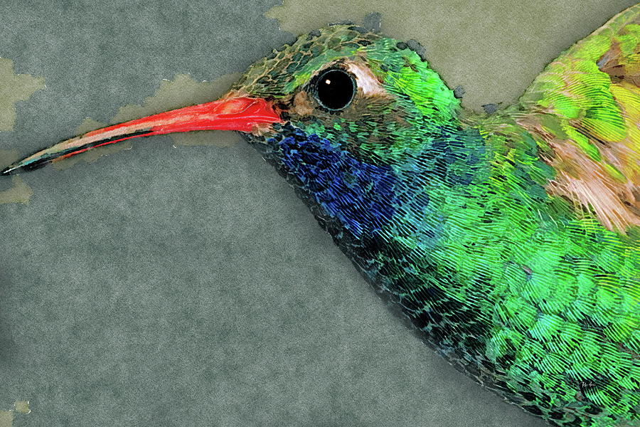 Broad-billed Hummingbird Painting by Russ Harris