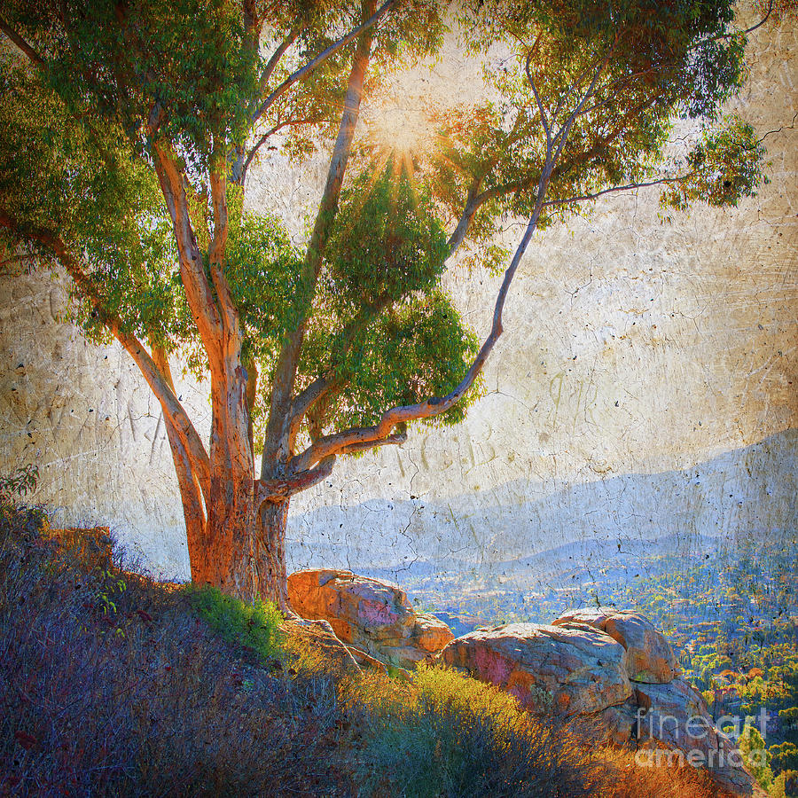 Broad Reach - Eucalyptus Tree at Mt. Helix Park in La Mesa, California Photograph by Denise Strahm
