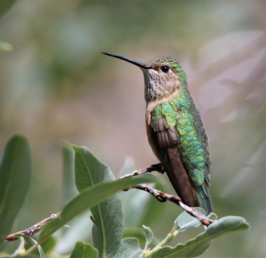 Broad-Tail on Break Photograph by Larry Kniskern - Fine Art America