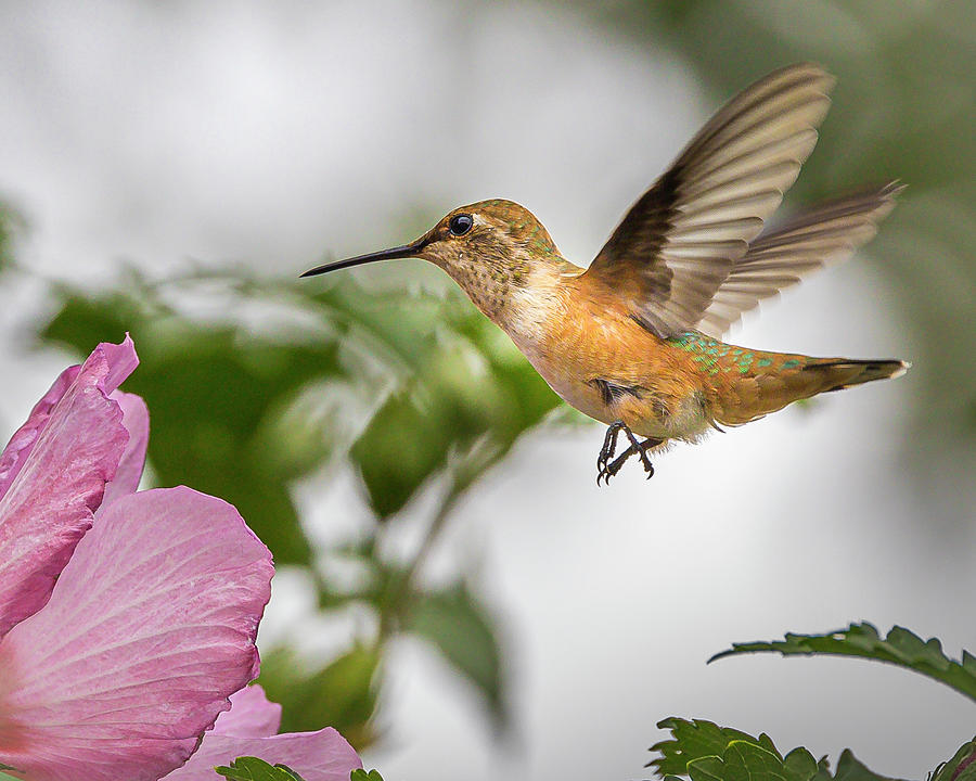 Broad-Tailed Hummer Photograph by Mark Mille
