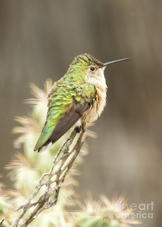 Broad tailed Hummingbird 1 Photograph by Steven Natanson