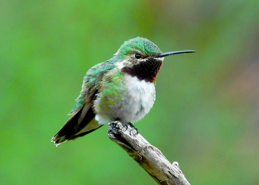 Broad-tailed Hummingbird 3 Photograph by Dan Miller