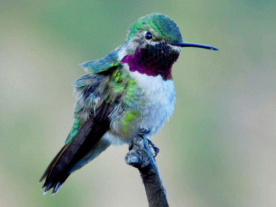 Broad-tailed Hummingbird 4 Photograph by Dan Miller
