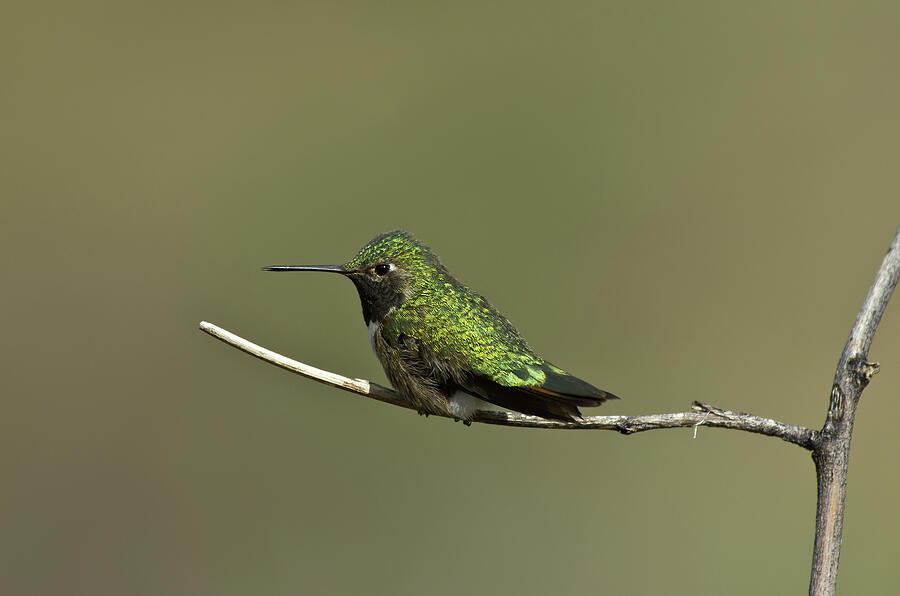 Broad-tailed Hummingbird - 9094 Photograph by Jerry Owens