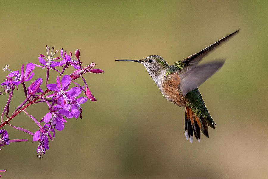 Broad-tailed Hummingbird and Fireweed Photograph by Tony Hake