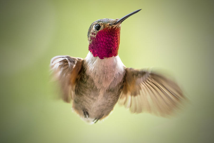 Broad-tailed Hummingbird Photograph by John Finney Photography