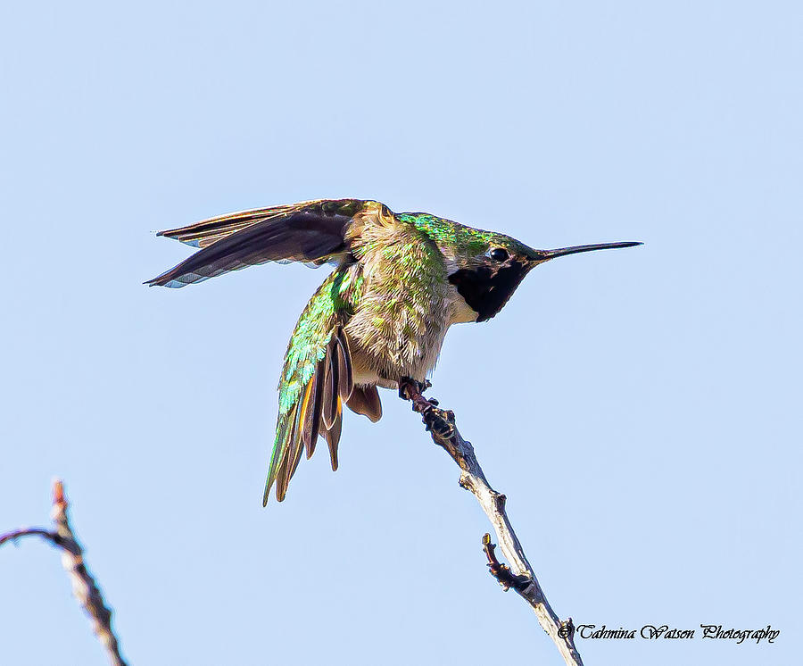Broad-Tailed Hummingbird Photograph by Tahmina Watson