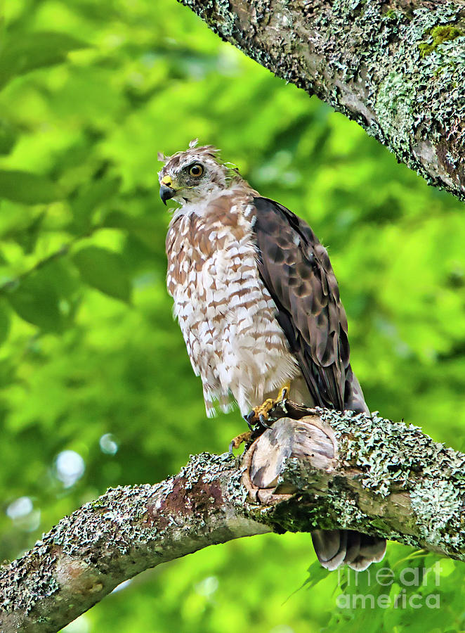 Broad-Winged Hawk  Photograph by Charline Xia