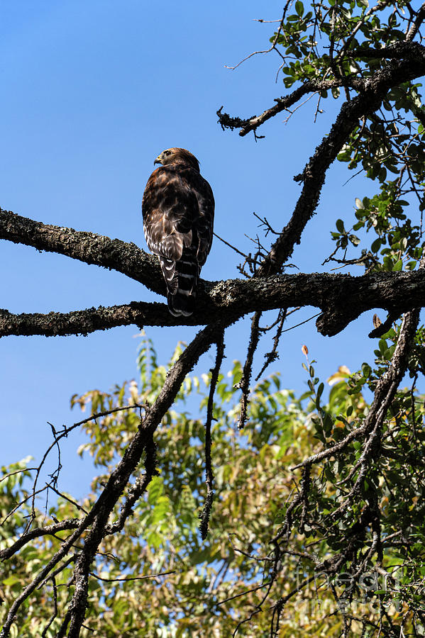 Broad-winged Hawk One Photograph by Bob Phillips