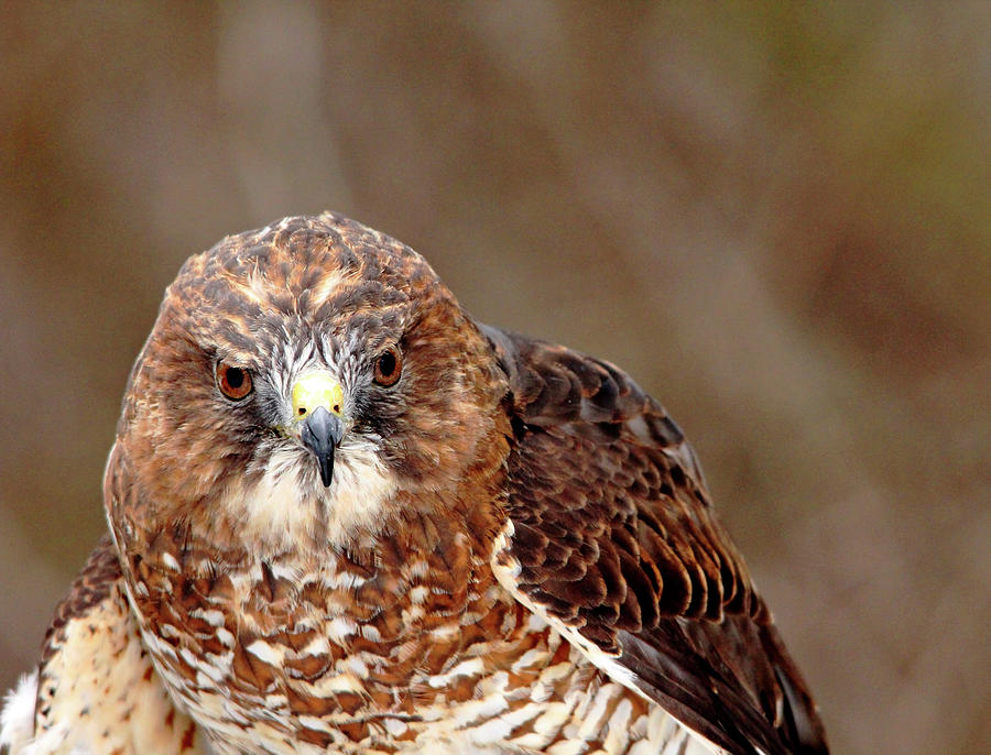 Broad-Winged Hawk Portrait Photograph by Debbie Oppermann