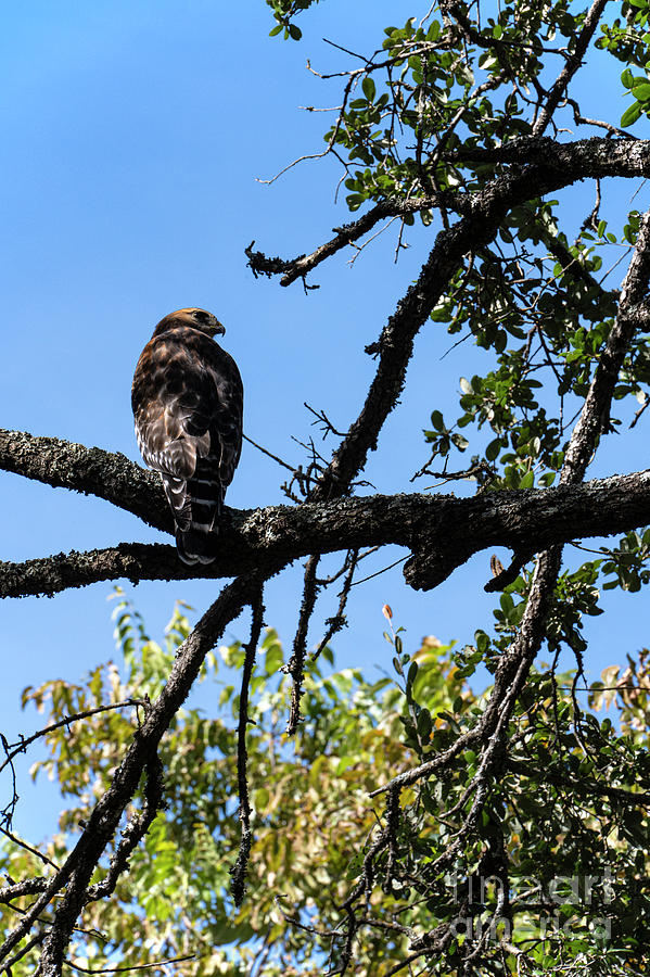 Broad-winged Hawk Two Photograph by Bob Phillips