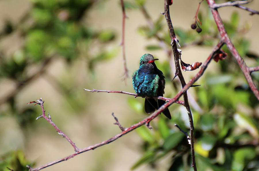Broadbill Hummingbird 3 Photograph by Dawn Richards