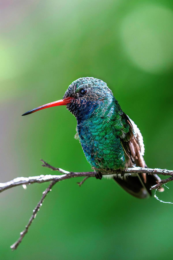 Broadbill Hummingbird at Rest Photograph by Wes and Dotty Weber