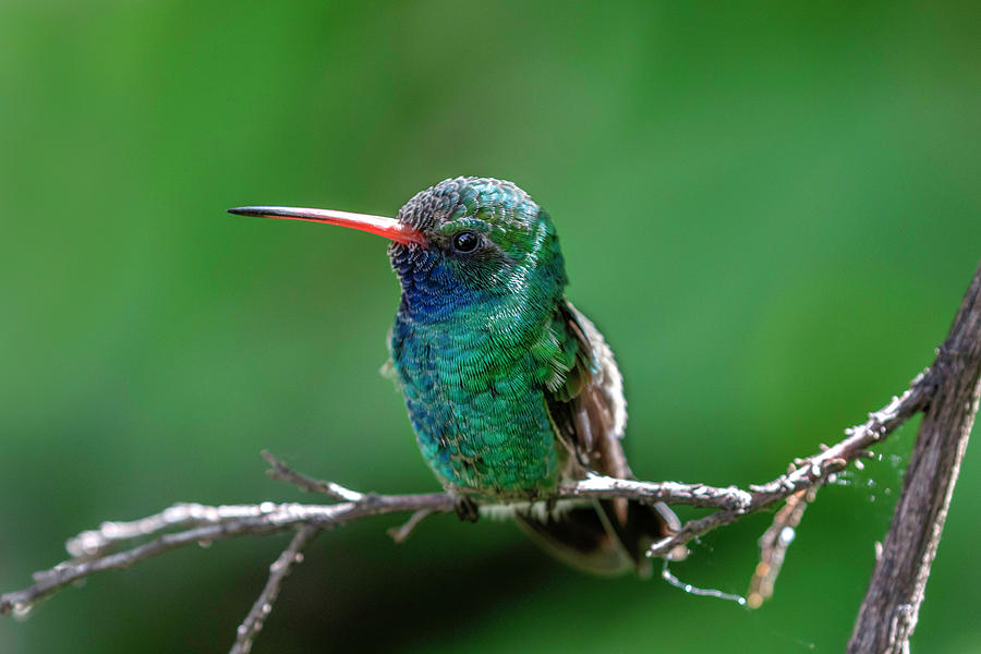 Broadbill Hummingbird Profile Photograph by Wes and Dotty Weber