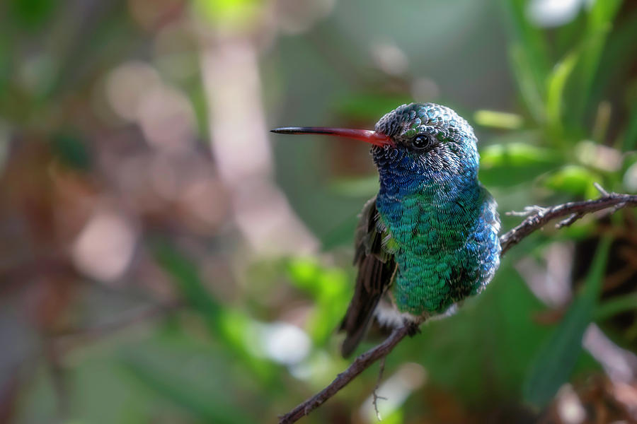 Broadbill Hummingbird Up Close Photograph by Wes and Dotty Weber